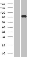 SP3 Protein - Western validation with an anti-DDK antibody * L: Control HEK293 lysate R: Over-expression lysate