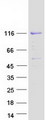 SP3 Protein - Purified recombinant protein SP3 was analyzed by SDS-PAGE gel and Coomassie Blue Staining