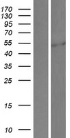 SP5 Protein - Western validation with an anti-DDK antibody * L: Control HEK293 lysate R: Over-expression lysate