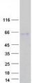 SP5 Protein - Purified recombinant protein SP5 was analyzed by SDS-PAGE gel and Coomassie Blue Staining