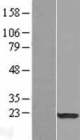 SPA17 / Sperm Protein 17 Protein - Western validation with an anti-DDK antibody * L: Control HEK293 lysate R: Over-expression lysate