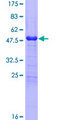 SPA17 / Sperm Protein 17 Protein - 12.5% SDS-PAGE of human SPA17 stained with Coomassie Blue