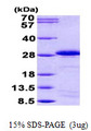 SPA17 / Sperm Protein 17 Protein