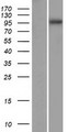 SPAG1 / TPIS Protein - Western validation with an anti-DDK antibody * L: Control HEK293 lysate R: Over-expression lysate