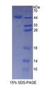 SPAG1 / TPIS Protein - Recombinant  Sperm Associated Antigen 1 By SDS-PAGE