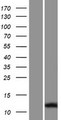SPAG11A Protein - Western validation with an anti-DDK antibody * L: Control HEK293 lysate R: Over-expression lysate