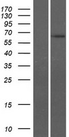 SPAG4 Protein - Western validation with an anti-DDK antibody * L: Control HEK293 lysate R: Over-expression lysate