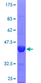 SPAG5 / MAP126 Protein - 12.5% SDS-PAGE Stained with Coomassie Blue.