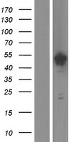 SPAG6 Protein - Western validation with an anti-DDK antibody * L: Control HEK293 lysate R: Over-expression lysate