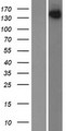 SPAG9 Protein - Western validation with an anti-DDK antibody * L: Control HEK293 lysate R: Over-expression lysate