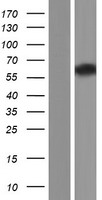 SPAM1 / PH20 Protein - Western validation with an anti-DDK antibody * L: Control HEK293 lysate R: Over-expression lysate