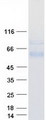 SPAM1 / PH20 Protein - Purified recombinant protein SPAM1 was analyzed by SDS-PAGE gel and Coomassie Blue Staining