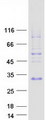 SPANXN3 Protein - Purified recombinant protein SPANXN3 was analyzed by SDS-PAGE gel and Coomassie Blue Staining