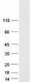 SPARCL1 / Hevin Protein - Purified recombinant protein SPARCL1 was analyzed by SDS-PAGE gel and Coomassie Blue Staining