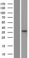 Spastic / GLRB Protein - Western validation with an anti-DDK antibody * L: Control HEK293 lysate R: Over-expression lysate