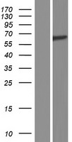 Spastin Protein - Western validation with an anti-DDK antibody * L: Control HEK293 lysate R: Over-expression lysate