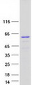 Spastin Protein - Purified recombinant protein SPAST was analyzed by SDS-PAGE gel and Coomassie Blue Staining