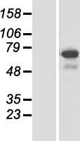 SPATA13 Protein - Western validation with an anti-DDK antibody * L: Control HEK293 lysate R: Over-expression lysate