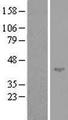 SPATA17 / IQCH Protein - Western validation with an anti-DDK antibody * L: Control HEK293 lysate R: Over-expression lysate