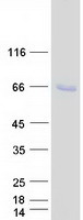 SPATA18 / MIEAP Protein - Purified recombinant protein SPATA18 was analyzed by SDS-PAGE gel and Coomassie Blue Staining