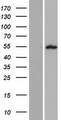 SPATA21 Protein - Western validation with an anti-DDK antibody * L: Control HEK293 lysate R: Over-expression lysate