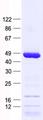 SPATA22 Protein