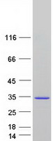 SPATA24 Protein - Purified recombinant protein SPATA24 was analyzed by SDS-PAGE gel and Coomassie Blue Staining