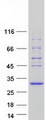 SPATA25 Protein - Purified recombinant protein SPATA25 was analyzed by SDS-PAGE gel and Coomassie Blue Staining