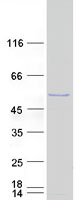 SPATA2L Protein - Purified recombinant protein SPATA2L was analyzed by SDS-PAGE gel and Coomassie Blue Staining