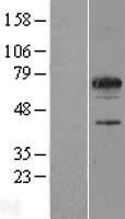 SPATA32 Protein - Western validation with an anti-DDK antibody * L: Control HEK293 lysate R: Over-expression lysate