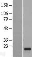 SPATA33 Protein - Western validation with an anti-DDK antibody * L: Control HEK293 lysate R: Over-expression lysate