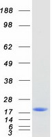 SPATA33 Protein - Purified recombinant protein SPATA33 was analyzed by SDS-PAGE gel and Coomassie Blue Staining