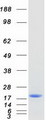 SPATA33 Protein - Purified recombinant protein SPATA33 was analyzed by SDS-PAGE gel and Coomassie Blue Staining