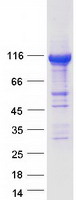 SPATA5 Protein - Purified recombinant protein SPATA5 was analyzed by SDS-PAGE gel and Coomassie Blue Staining