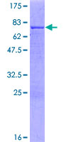 SPATA5L1 Protein - 12.5% SDS-PAGE of human SPATA5L1 stained with Coomassie Blue