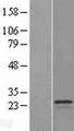SPATA9 Protein - Western validation with an anti-DDK antibody * L: Control HEK293 lysate R: Over-expression lysate