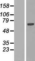 SPATS2L Protein - Western validation with an anti-DDK antibody * L: Control HEK293 lysate R: Over-expression lysate