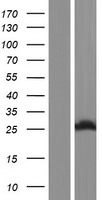 SPCS2 Protein - Western validation with an anti-DDK antibody * L: Control HEK293 lysate R: Over-expression lysate