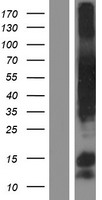 SPDL1 / CCDC99 Protein - Western validation with an anti-DDK antibody * L: Control HEK293 lysate R: Over-expression lysate
