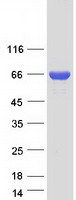 SPDL1 / CCDC99 Protein - Purified recombinant protein SPDL1 was analyzed by SDS-PAGE gel and Coomassie Blue Staining