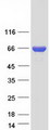 SPDL1 / CCDC99 Protein - Purified recombinant protein SPDL1 was analyzed by SDS-PAGE gel and Coomassie Blue Staining