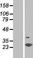 SPFH2 / ERLIN2 Protein - Western validation with an anti-DDK antibody * L: Control HEK293 lysate R: Over-expression lysate