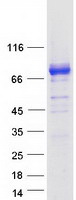 SPHK2 Protein - Purified recombinant protein SPHK2 was analyzed by SDS-PAGE gel and Coomassie Blue Staining