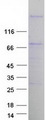 SPHKAP Protein - Purified recombinant protein SPHKAP was analyzed by SDS-PAGE gel and Coomassie Blue Staining