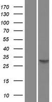 SPI1 / PU.1 Protein - Western validation with an anti-DDK antibody * L: Control HEK293 lysate R: Over-expression lysate