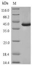 SPI1 / PU.1 Protein - (Tris-Glycine gel) Discontinuous SDS-PAGE (reduced) with 5% enrichment gel and 15% separation gel.