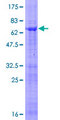 SPI1 / PU.1 Protein - 12.5% SDS-PAGE of human SPI1 stained with Coomassie Blue