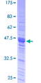 SPI1 / PU.1 Protein - 12.5% SDS-PAGE Stained with Coomassie Blue.