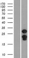 SPIN2B Protein - Western validation with an anti-DDK antibody * L: Control HEK293 lysate R: Over-expression lysate