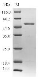 SPIN2B Protein - (Tris-Glycine gel) Discontinuous SDS-PAGE (reduced) with 5% enrichment gel and 15% separation gel.